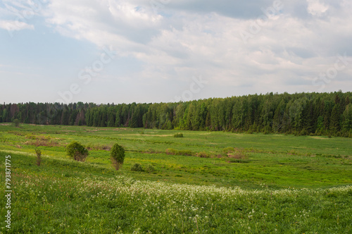 Country landscape, large green meadow in front of coniferous forest, sunny day