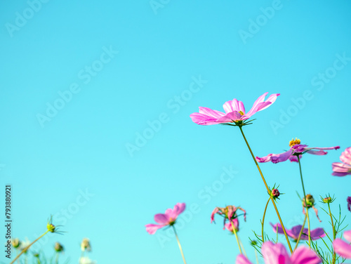 Beautiful cosmos flower field and blue sky. Low angle view nature cosmos flower wallpaper background.