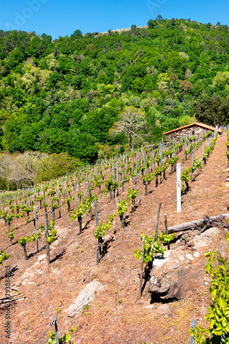 vineyard of Ribeira Sacra,Galicia,Spain