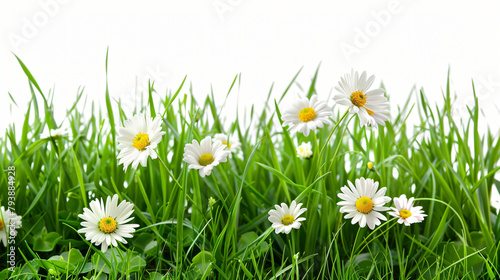 Green grass and flowers isolated on white
