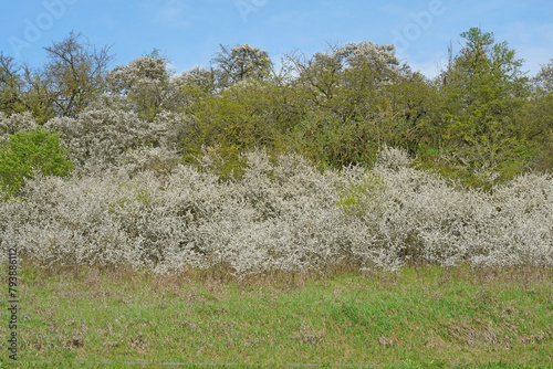 Schlehenhecke in Blüte
