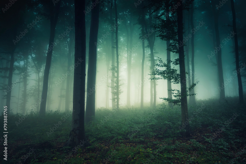 dark fantasy woods landscape in fog dark fantasy woods landscape in fog
