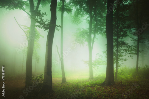 magical green forest in the morning