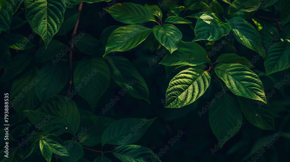 Green leaves on the tree with dark background. Summer