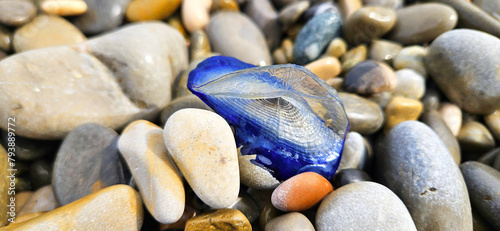 Velella velella on a pebble beach in Nice France Cote d'Azur Promenade des Anglais La vélelle (Velella velella) est une espèce de cnidaire (hydrozoaire) pélagique