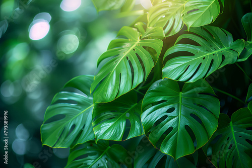 Close up of a green leafy Monstera plant 8k wallpaper background