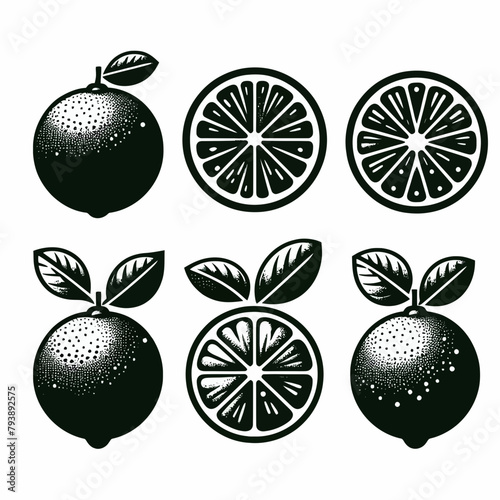 Limes fruit silhouette vector illustration White Background