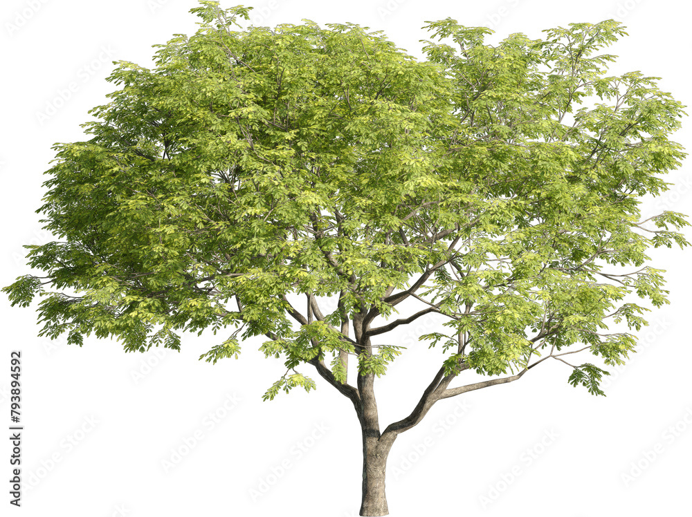 Realistic 3D rendering of a tree on transparent background, suitable for architecture visualization, presentation background, 2D or 3D illustration  digital composition