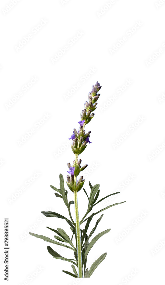 Fototapeta premium Lavender (Lavandula sp) flowers used in cosmetic and perfurmery as well as in ornamental plant in gardens