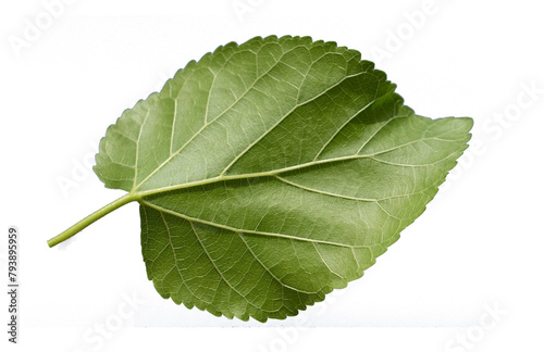 A fresh mulberry (Morus sp.) leaf 