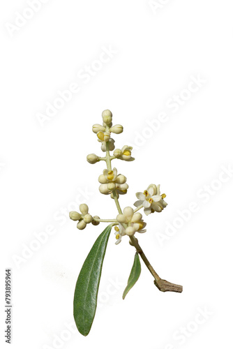 A flowering twig of the Gemlik olive variety in April photo