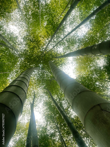  bamboo forest on a sunny day