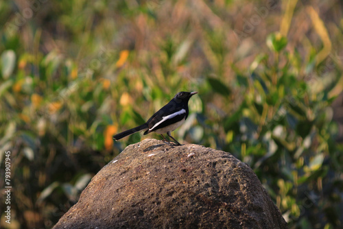 a bird at nature, hong kong nature