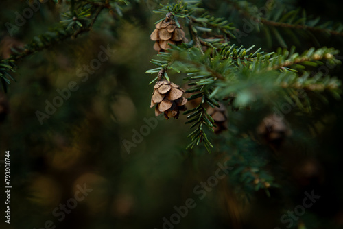 Pine Cones on a Pine Tree