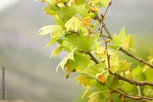 Platanus in spring: tree branch with young leaves close-up