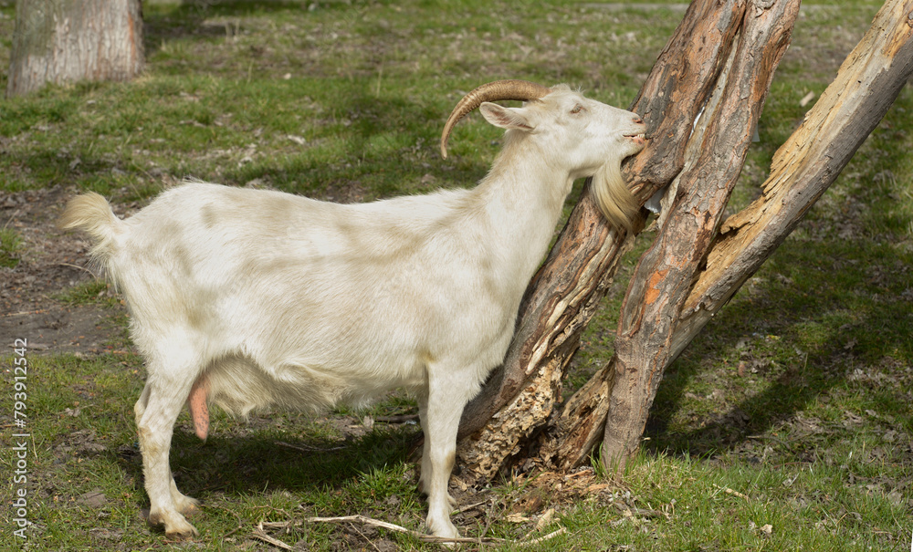 full length portrait of a goat on a farm full length portrait of a goat on a farm