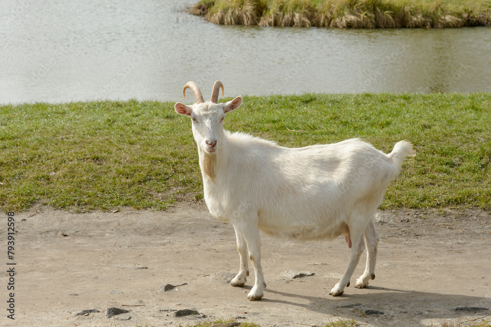Fototapeta premium full length portrait of a goat on a farm