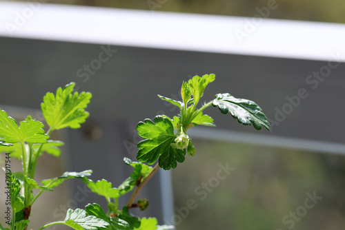 Gooseberry flower in the spring after wintering on the balcony in a pot.