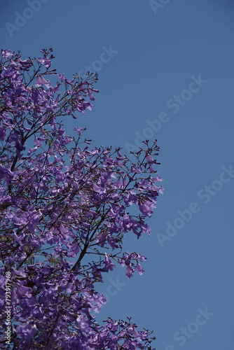 Blooming jacaranda tree with purple  blossoms and blue sky © Jack