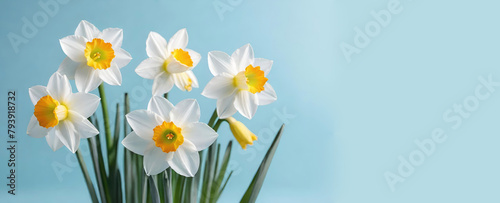 Narcissus on a pale blue background.White yellow daffodils spring flowers.Springtime concept banner for design with copy space.Generative AI © svf74