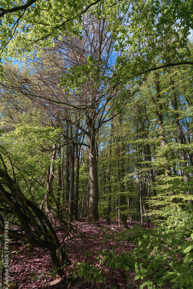 Frisches Maigrün im Wald, Buchen treiben aus