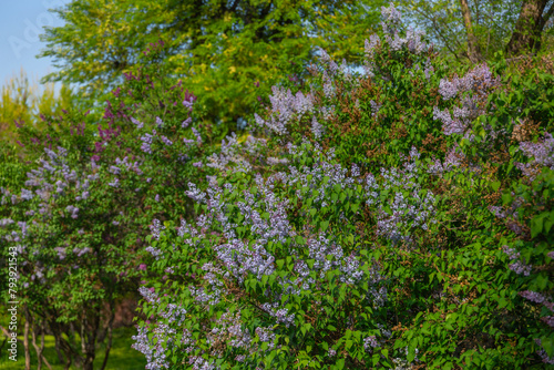 Lilac bush Spring branch of blooming lilac. Beautiful bouquet. Selective focus. Bright flowers of a spring lilac bush. Spring lilac flowers close-up. A sprig of a beautiful varietal blooming flower © Denis Chubchenko
