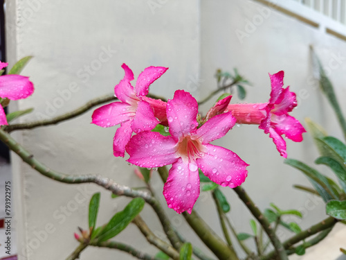 ornamental plant, adenium flower, pink impala lily, tropical adenium, pink adenium tropical flower and dessert rose plant also known as kamboja jepang photo