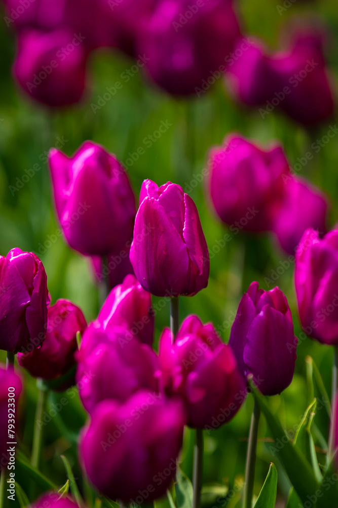 Portrait of pink tulips that grow in nature