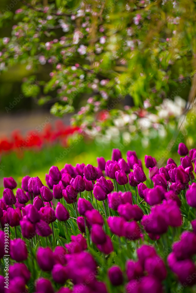 Pink and white tulips growing in nature