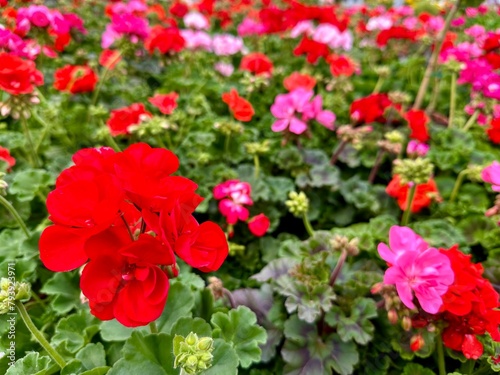 Geranium en fleurs