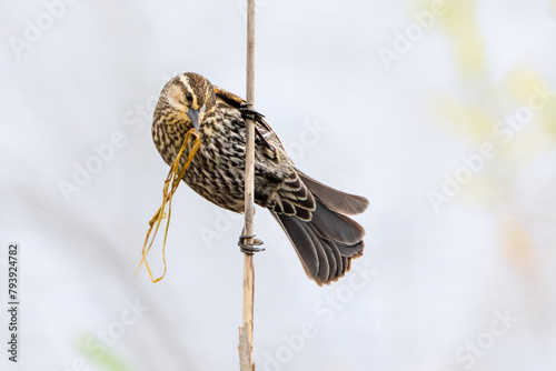 Red-winged Blackbird with Nesting Material