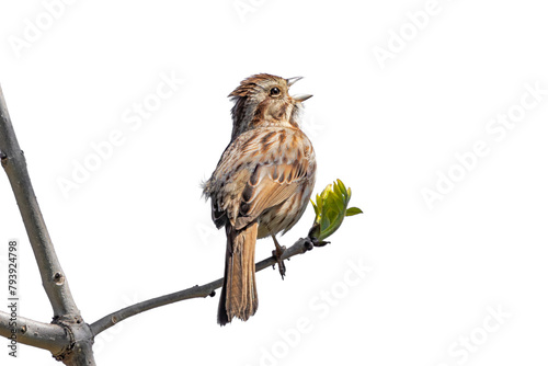 A Song Sparrow Happily Sings a Song