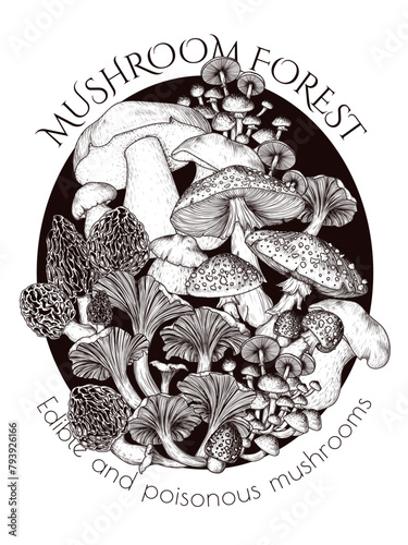 Vector illustration of a bush of edible and poisonous forest mushrooms. Chanterelles, porcini mushroom, honey mushrooms, fly agaric, morel