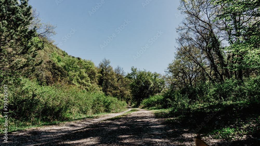 Fototapeta premium Beautiful forest in the north of Spain