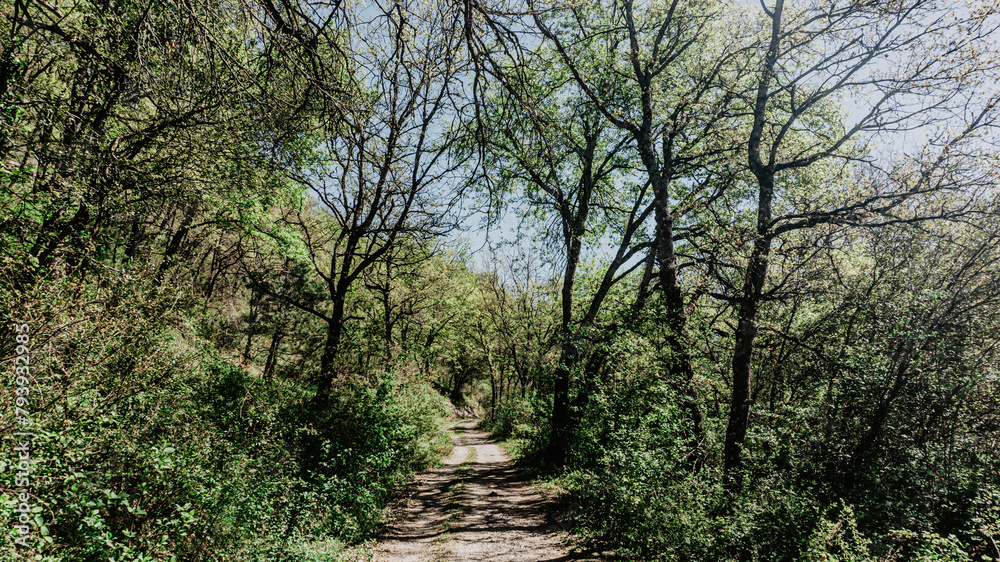 Naklejka premium Beautiful forest in the north of Spain