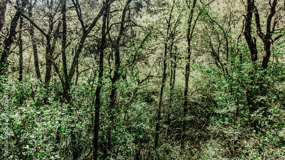Beautiful forest in the north of Spain Beautiful forest in the north of Spain