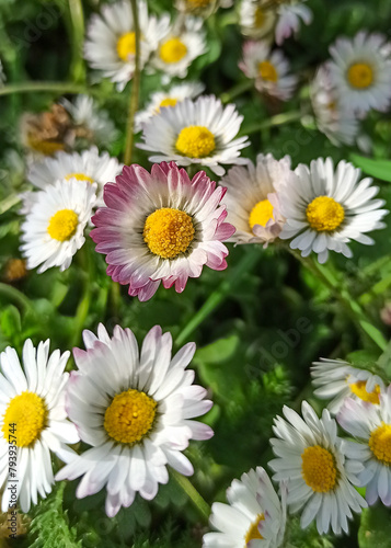 Blooming white daisies on a green meadow  original flower with pink petals