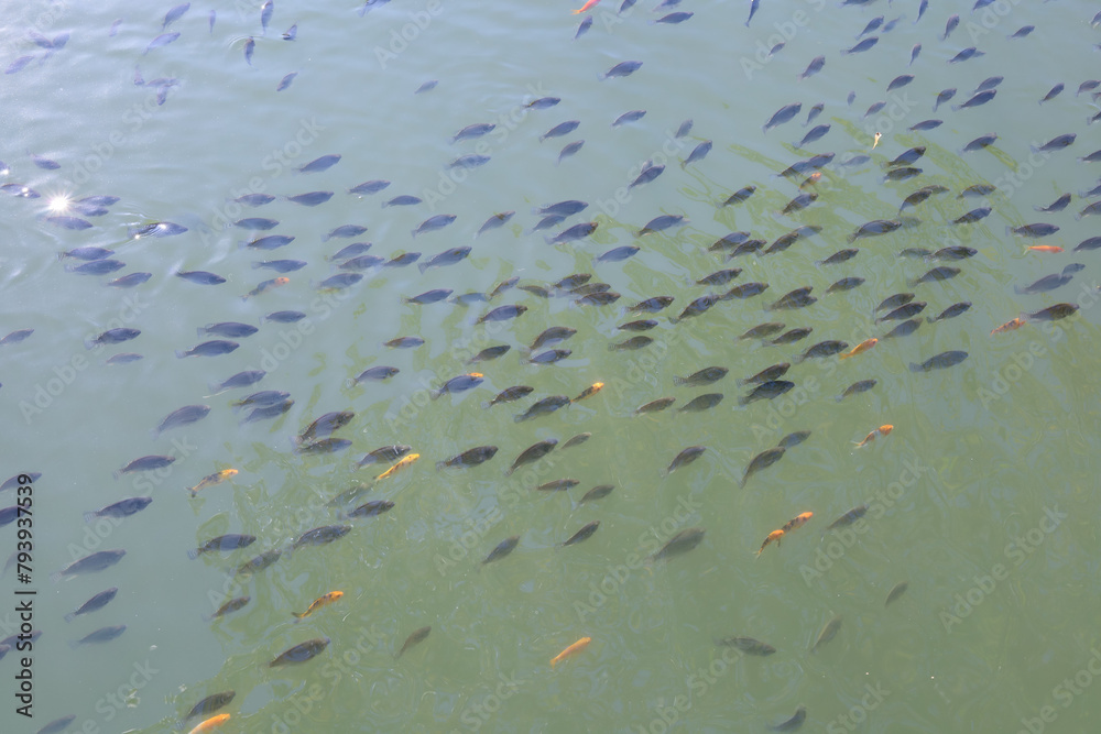 Many schools of young tilapia and ruby fish in the fish ponds in the agricultural garden. come up to the surface Many schools of young tilapia and ruby fish in the fish ponds in the agricultural garden. come up to the surface