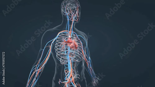 Blood circulatory system