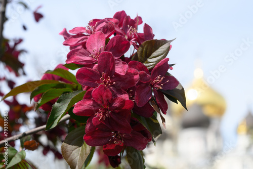 Red flowers apple on a branch of blooming tree. An apple tree blooms in the spring garden against the backdrop of a church. Beautiful spring tree.