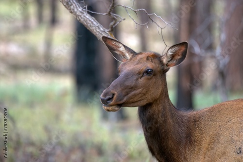 Elk doe