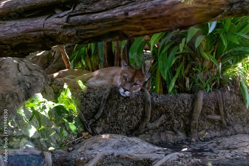 Mountian Lion Resting