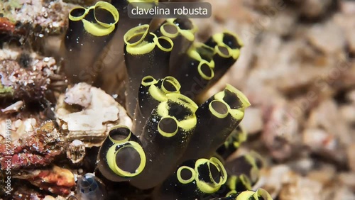 Different types of tunicates photo