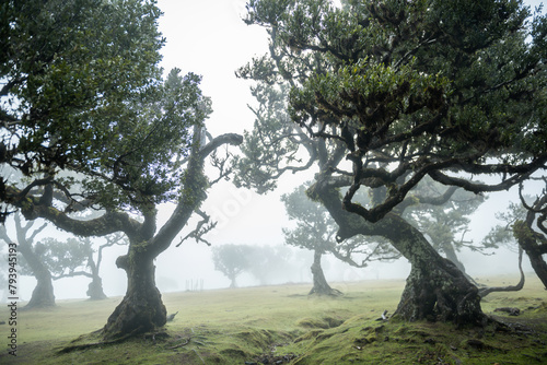 Century old Laurissilva trees in mystical foggy Fanal Forest in Madera Island, Portugal