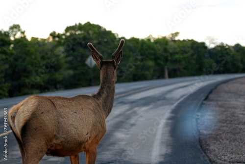 Elk Which Way