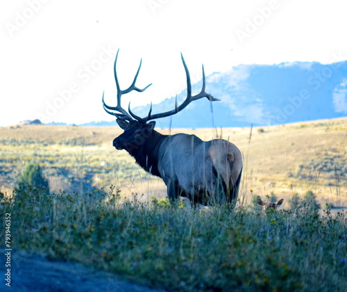 Bull Elk Show Off