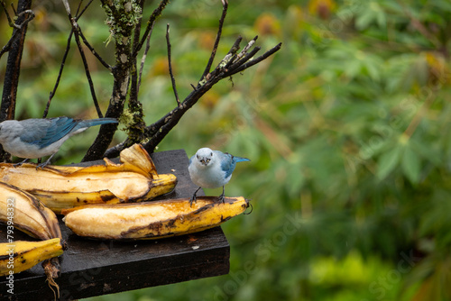 blue-grey tanager on a banana © Julie