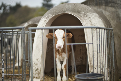Horizontal portrait of a brown and white calf, young cow, standing in a cage at a bio dairy farm looking at camera. Cattle breeding, livestock farming, dairy meat production concept, selective focus.