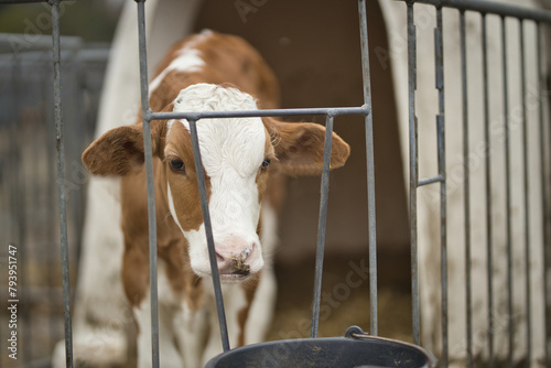 Horizontal close portrait of  brown white calf, young cow, standing in a cage at a bio dairy farm looking at camera. Cattle breeding, livestock farming, dairy, meat production concept, selective focus