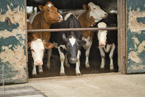 A group of cows in cowshed, bio dairy farm, standing at the entrance,  looking outside. Cattle breeding, livestock farming with sustainable development, dairy and meat production concept. Horizontal, 